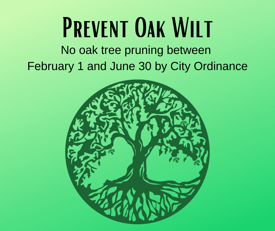 Prevent Oak Wilt